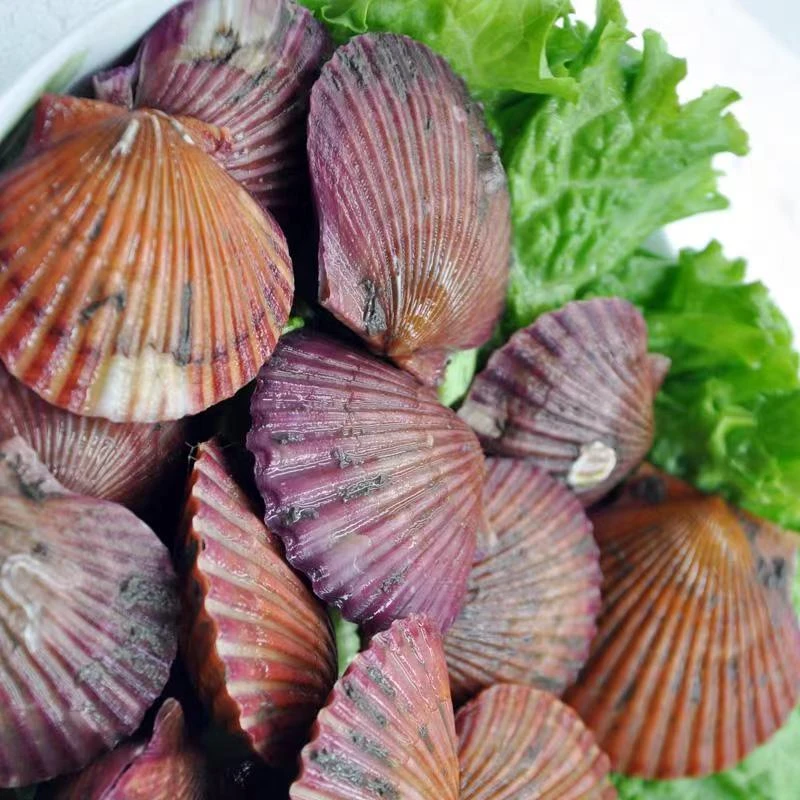 【三兄弟推荐】现捞现发红贝 日照北纬36度红贝顺丰4.5斤装