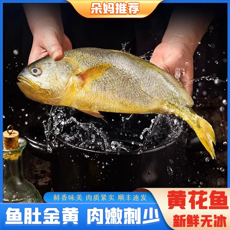 【朵妈海鲜】大黄花鱼海鲜水产大黄鱼新鲜批发整箱4条约1斤/条