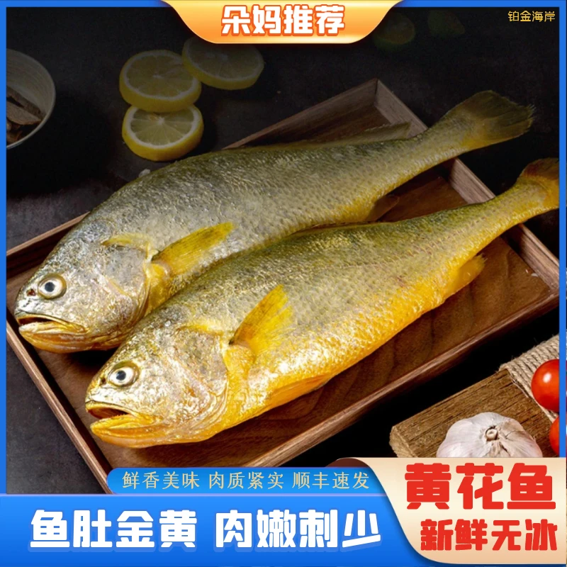 【朵妈】大黄花鱼海鲜水产大黄鱼非小黄鱼新鲜批发5条约8-9两/条