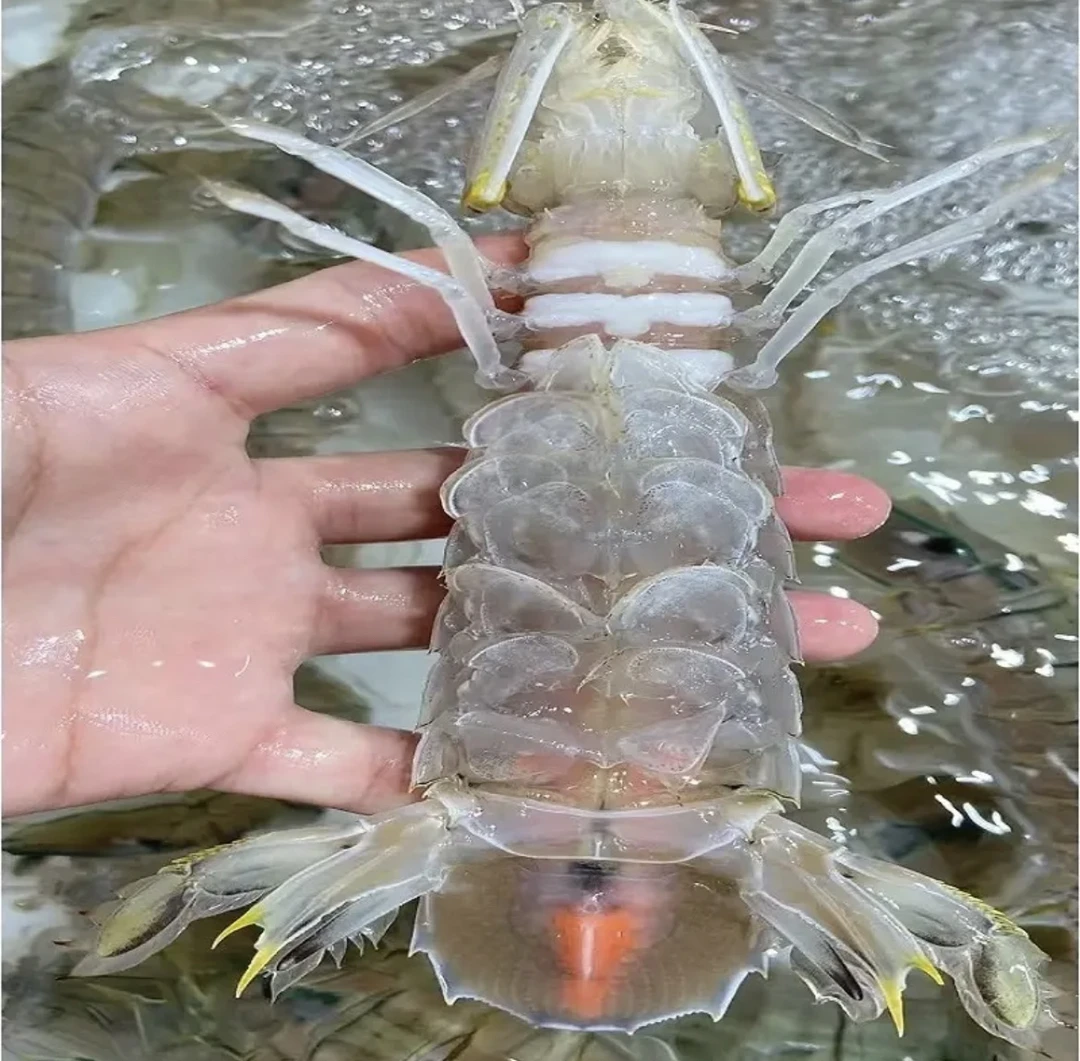 皮皮虾超大鲜活爬虾野生水产北海赖尿虾煮蒸熟冷冻