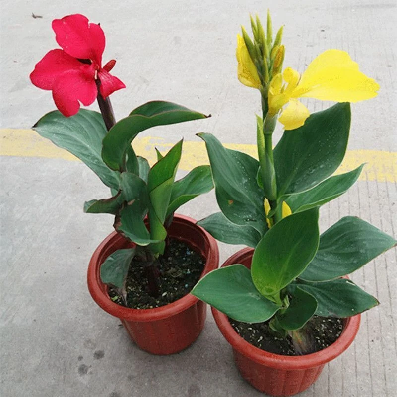 美人蕉种球花苗四季栽种绿植大花庭院多年生盆栽带芽室内花卉植物