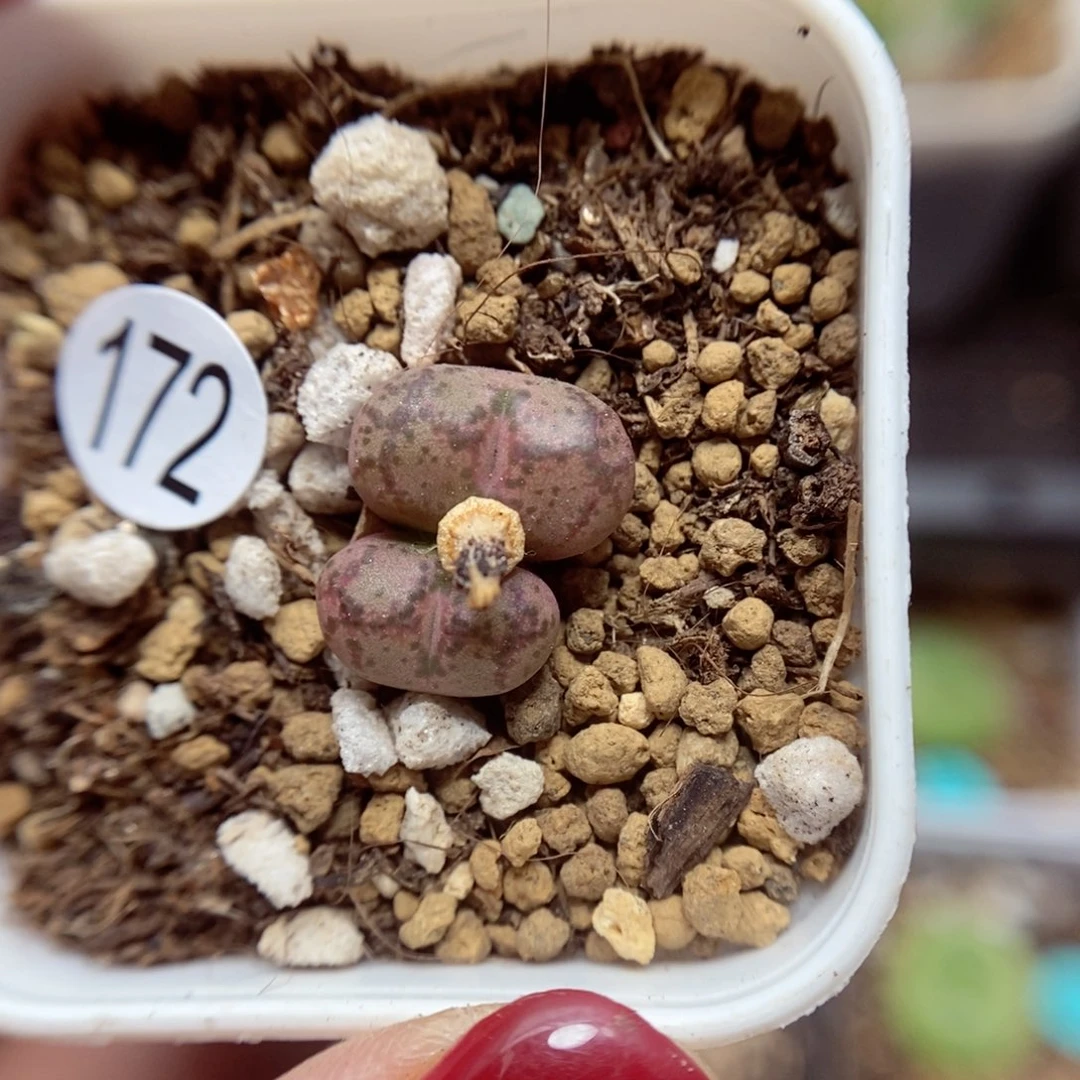 杂交0.9/1.1（多肉植物172