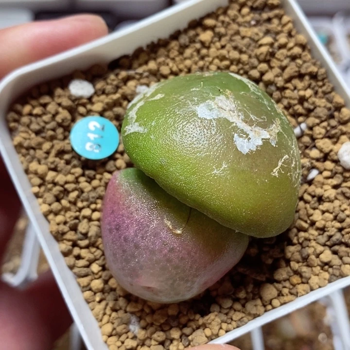 双头灯泡3.1/4cm多肉福利812