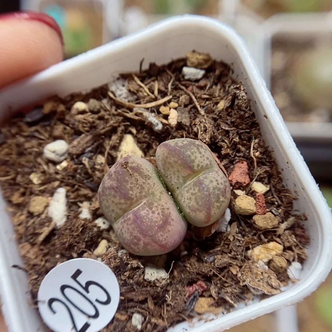 杂交1.2/1.3（多肉植物205