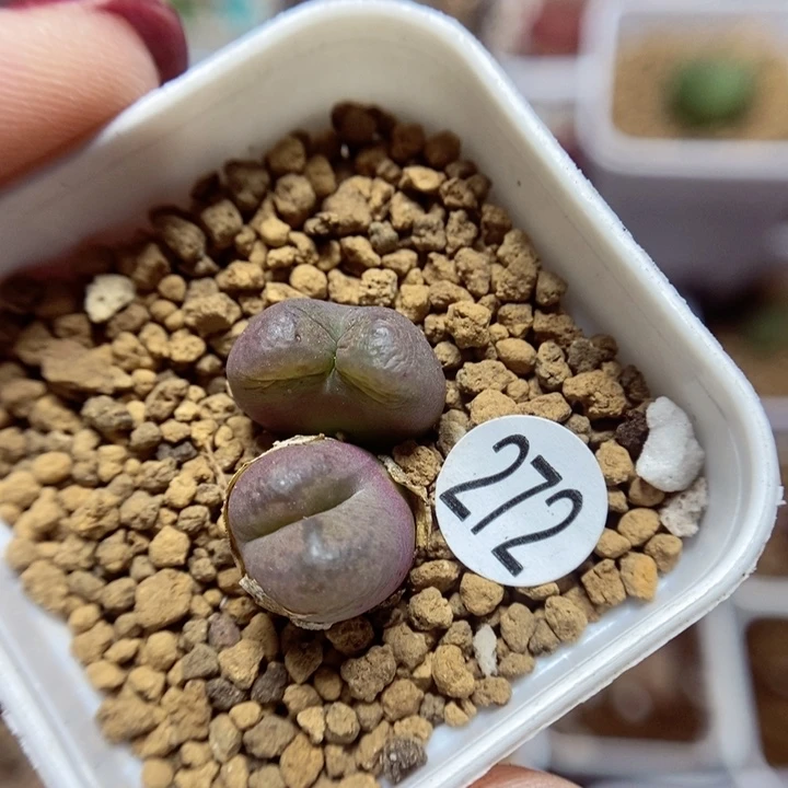 杂交双头1.6（多肉植物272
