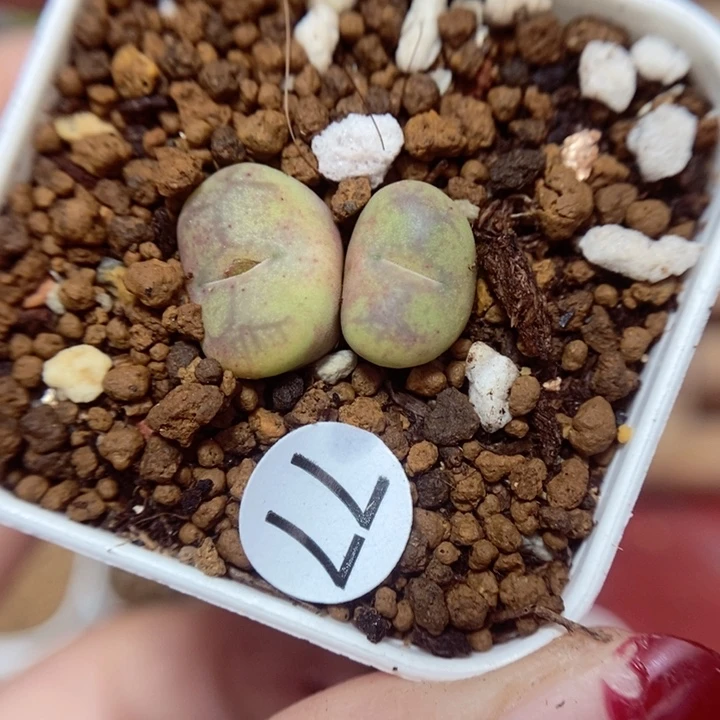 杂交1.1/1.2（多肉植物77