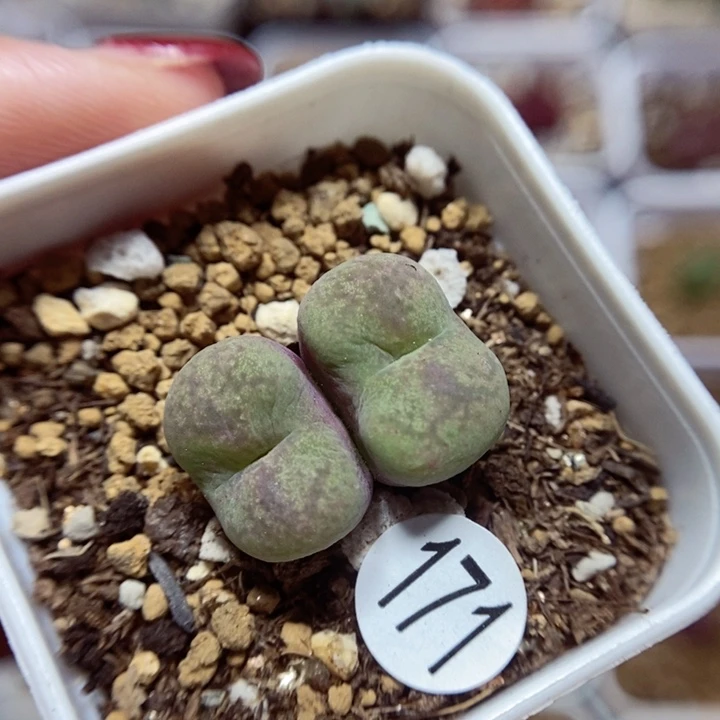杂交双头1.9（多肉植物171