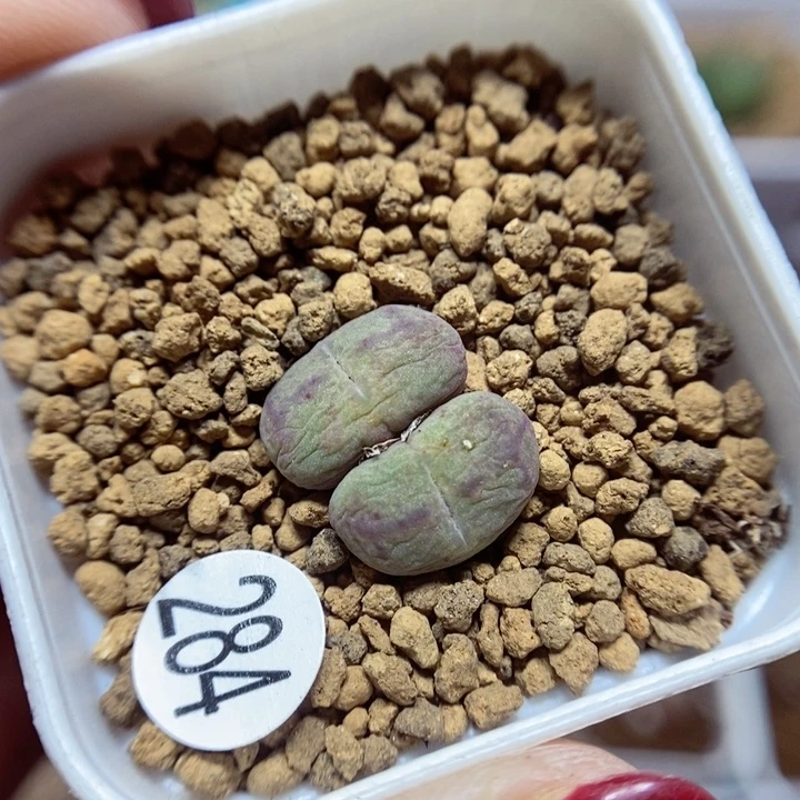 杂交双头1.4（多肉植物284