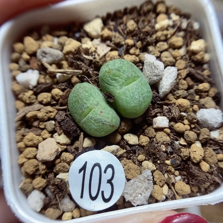 杂交双头1.4（多肉植物103