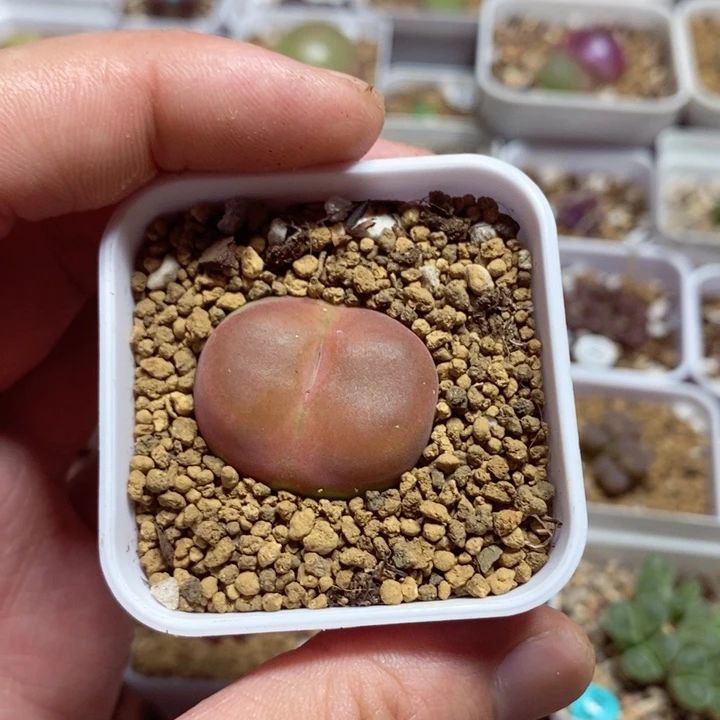 在*上多肉漂漂亮亮900