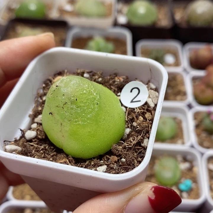 灯泡有疤2.6（最大直径2.8）多肉2