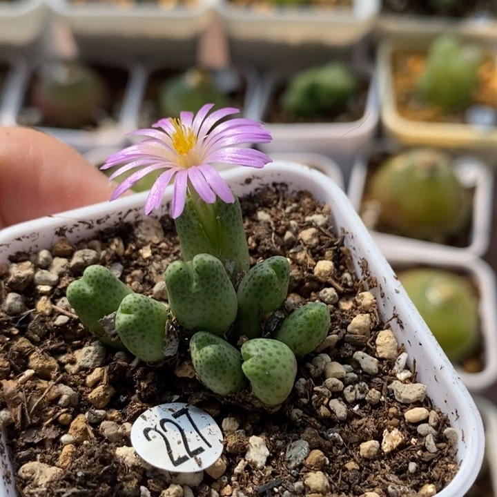 草莓斑马8头（多肉植物227