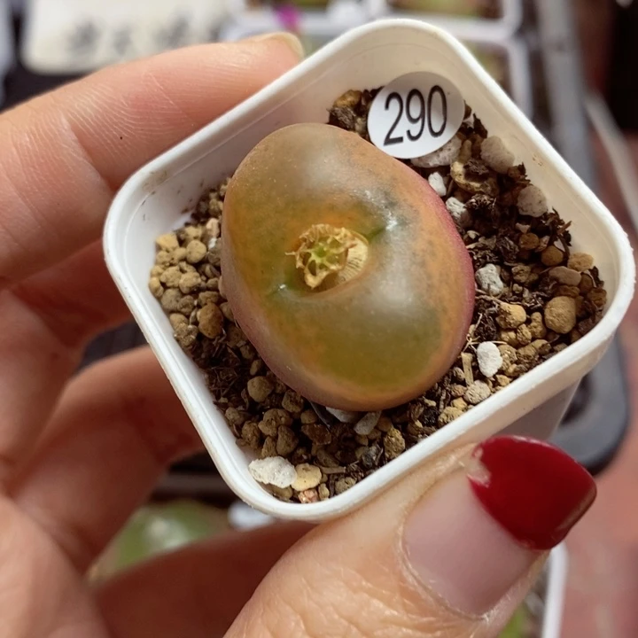 2.6（多肉植物290