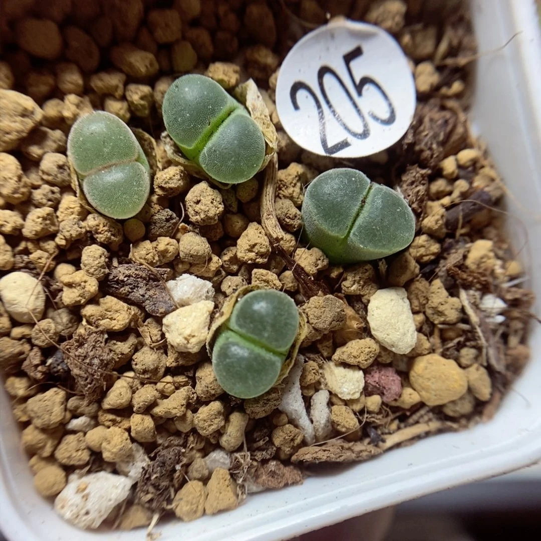 1802.832极窗多肉福利205