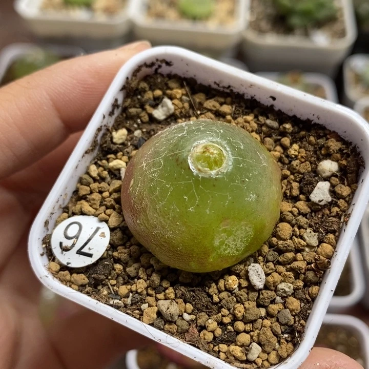 灯泡有疤2.7（多肉植物76