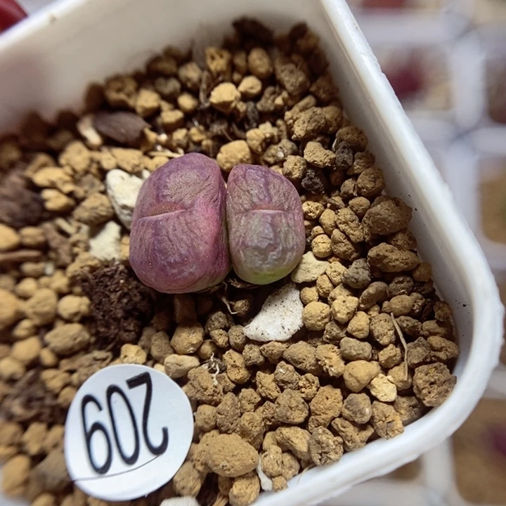 杂交双头1.3（多肉植物209