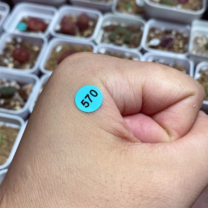 茳**姐多肉漂漂亮亮570