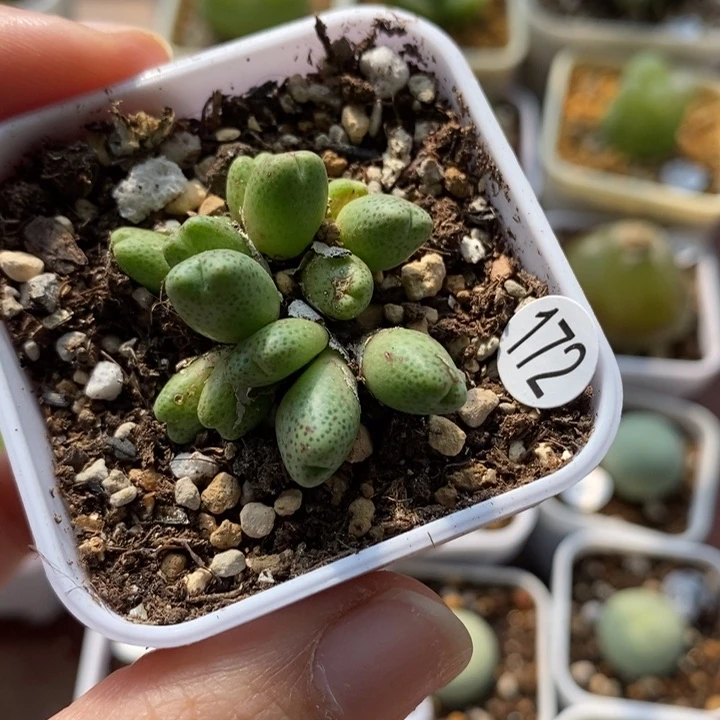 草莓斑马14头（多肉植物172