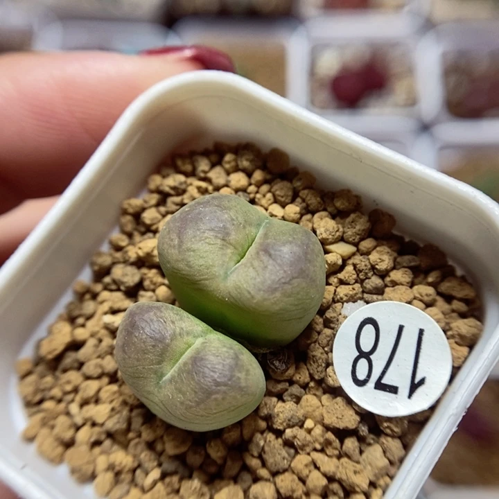 杂交双头1.9(多肉植物178