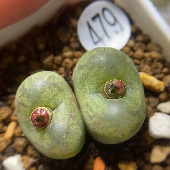 绿皮杂1.6多肉福利479