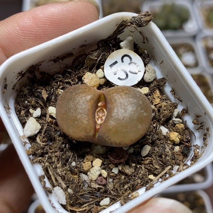 风铃2.2（多肉植物53