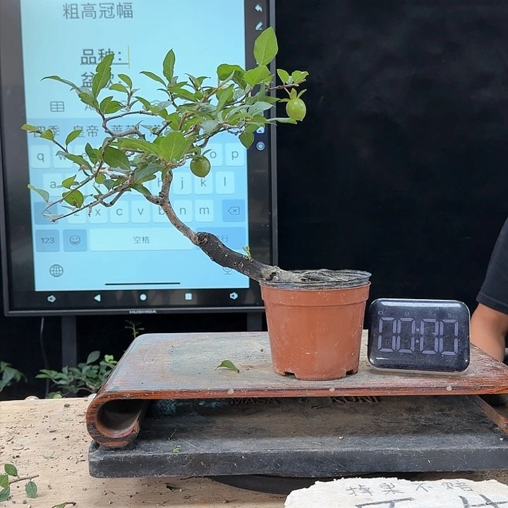盆景不包邮義*信468