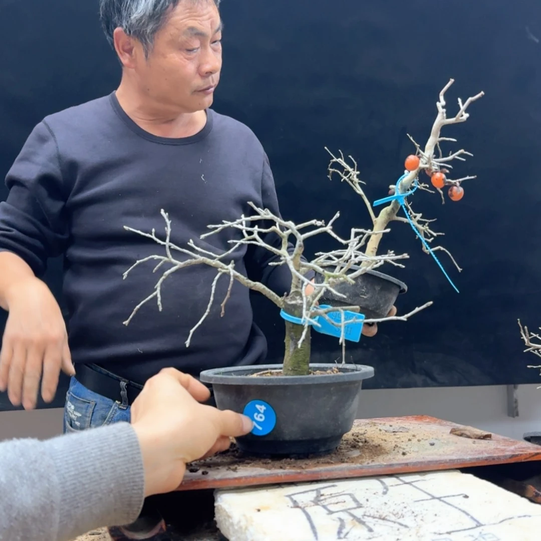 【闪购商品】盆景吹***风764