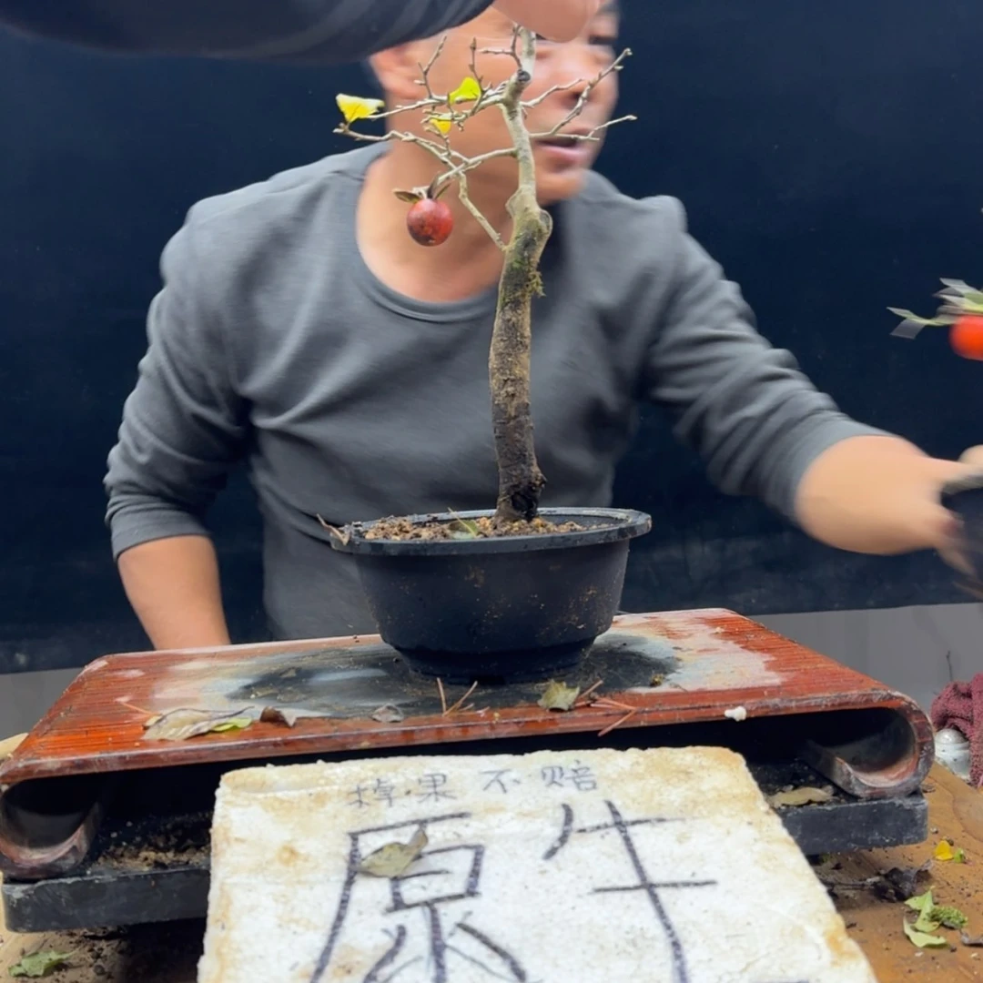 【闪购商品】盆景溪****）429