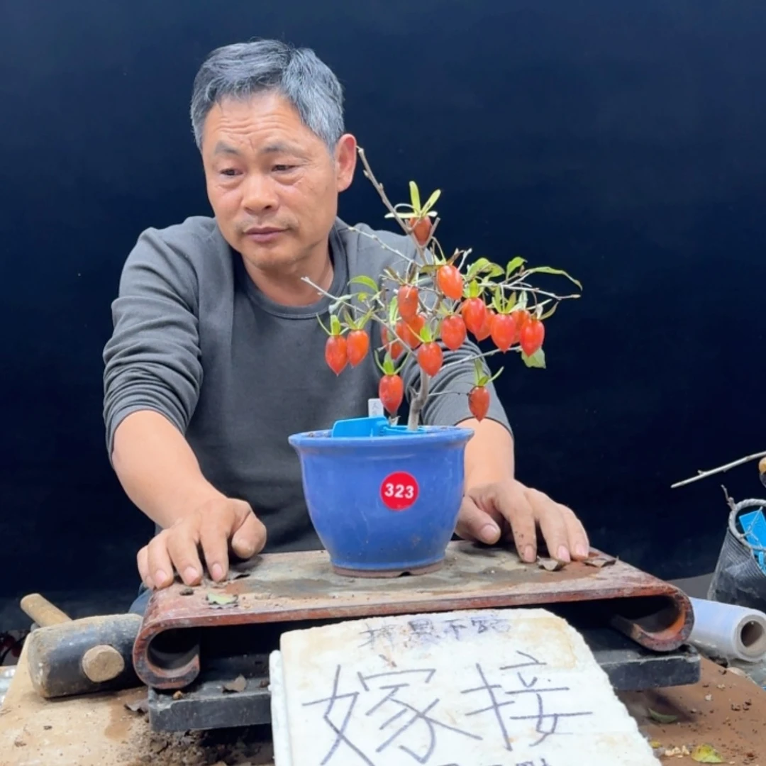 【闪购商品】盆景老**柿323