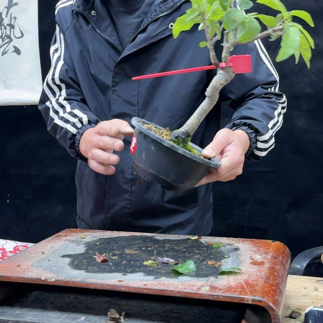 盆景不包邮暇*居740