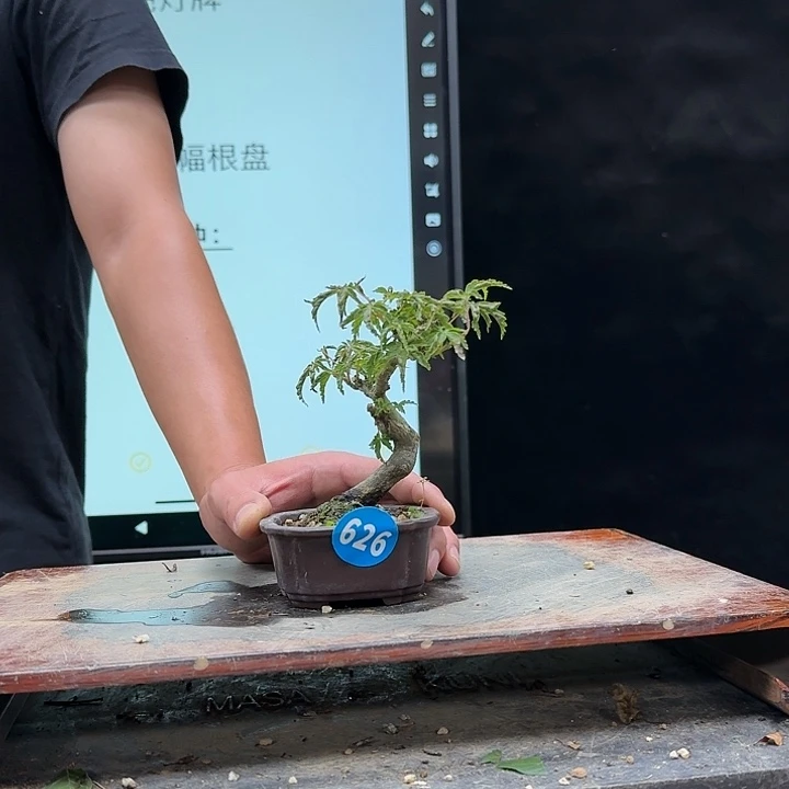 盆景不包邮脑*626