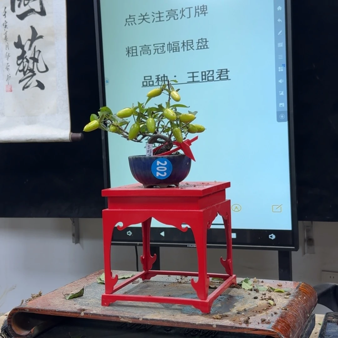 盆景不包邮多*_202