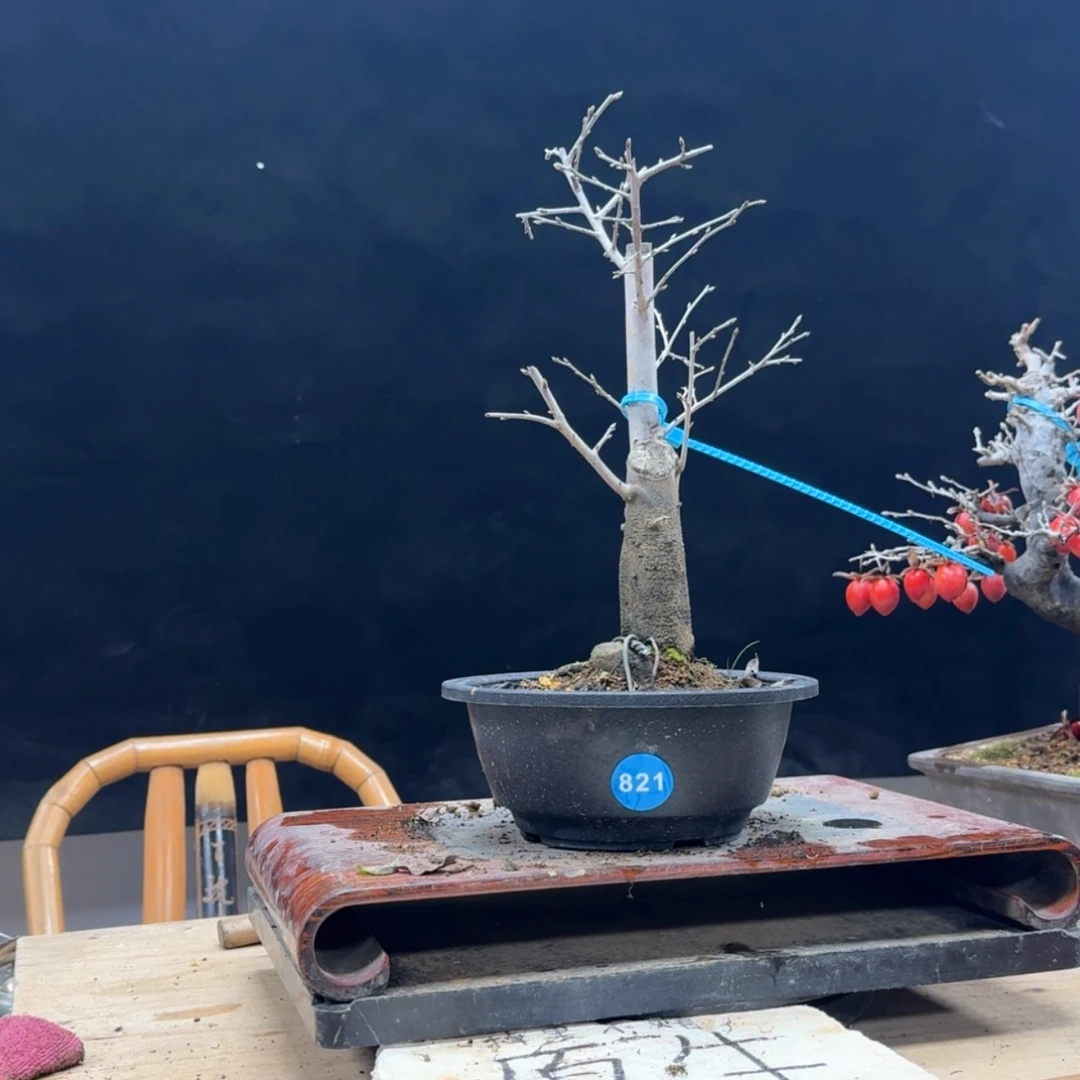 【闪购商品】盆景好**果821
