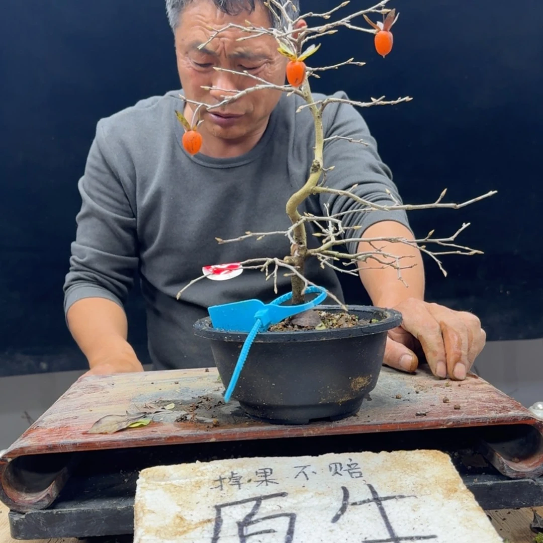 【闪购商品】盆景帰***隠462