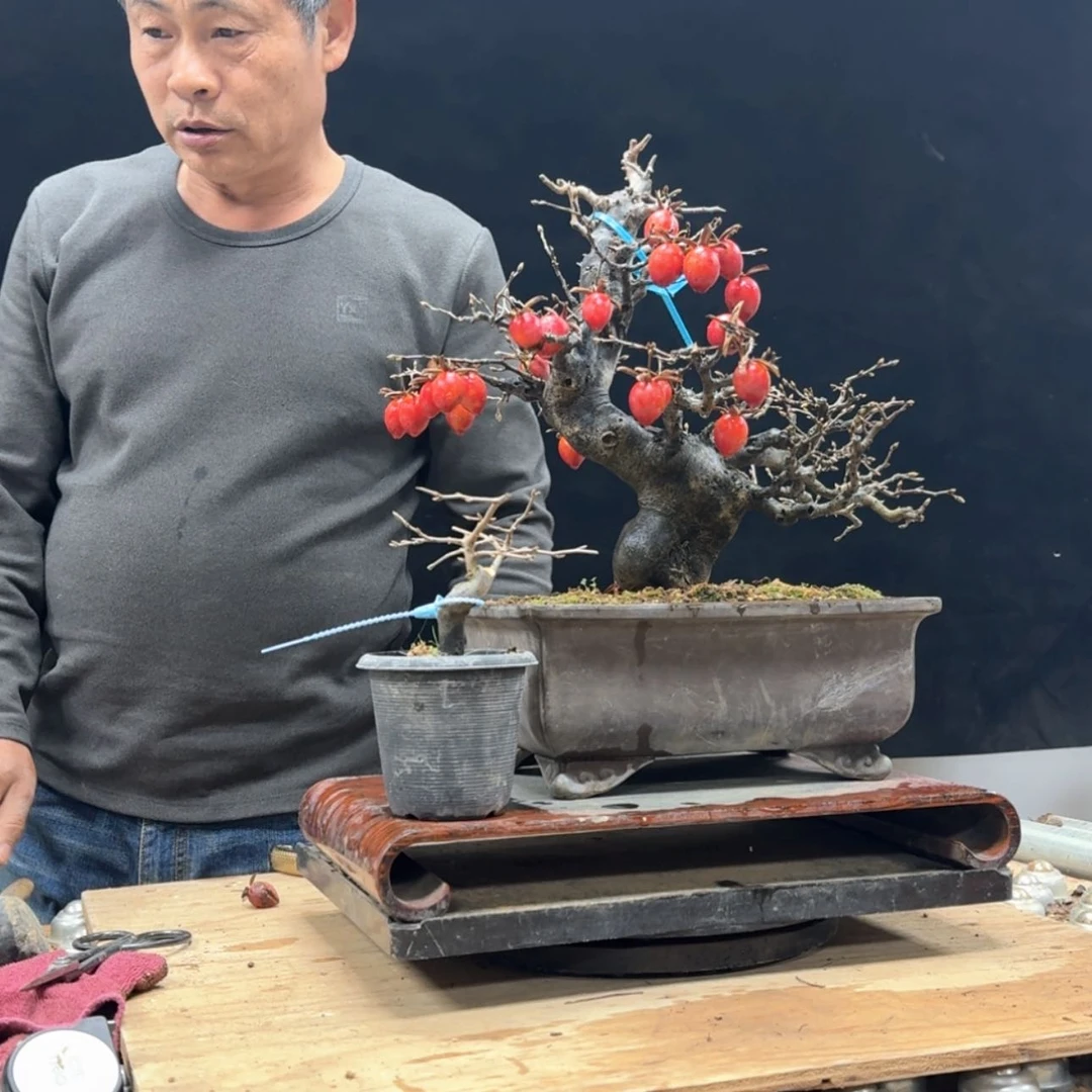 【闪购商品】盆景好**果815