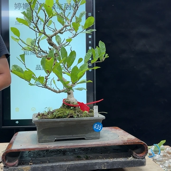 盆景不包邮一*635
