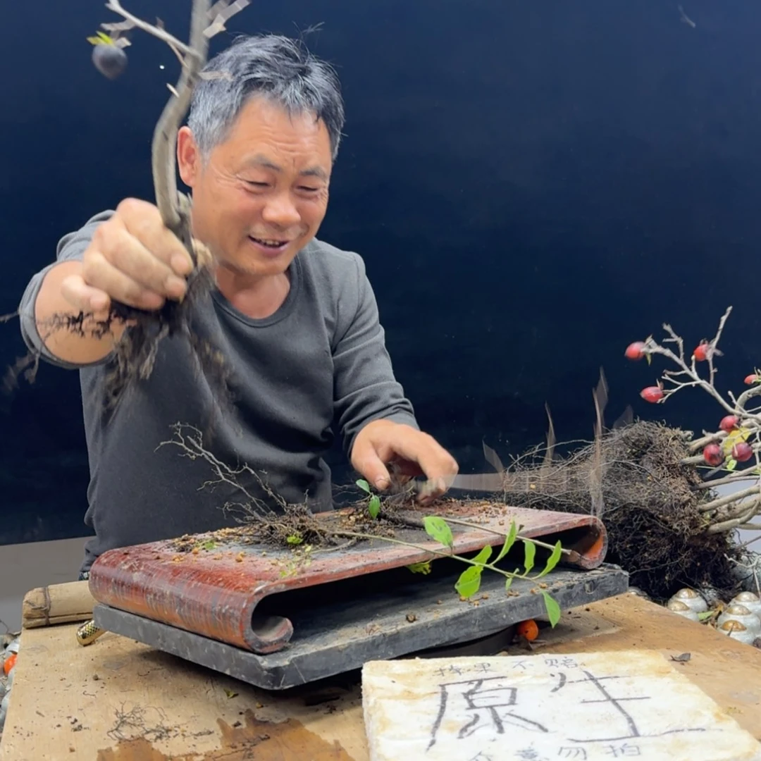 【闪购商品】盆景黑*白465