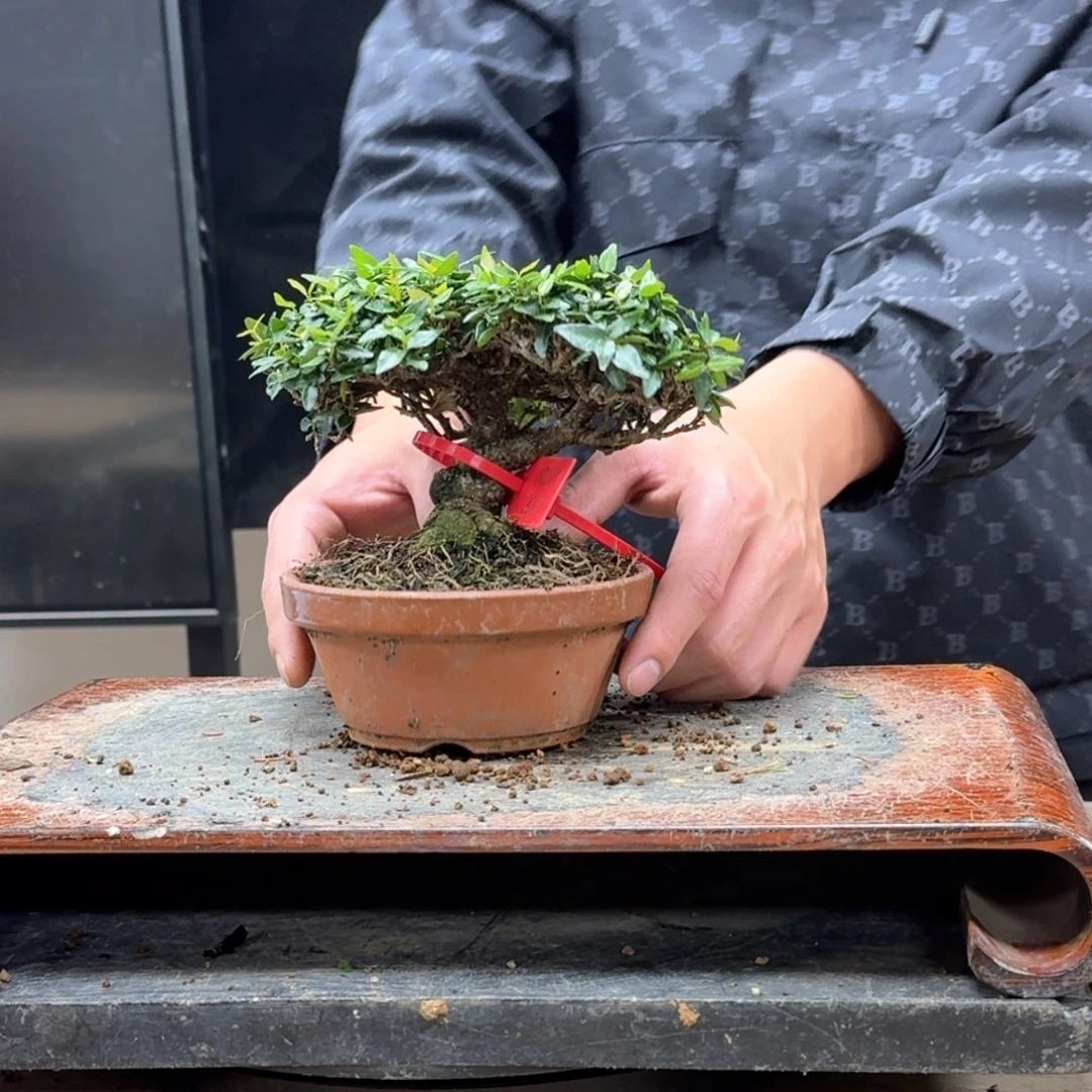 盆景不包邮无**士10720