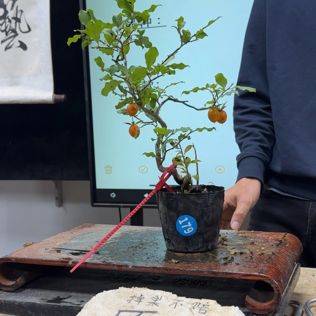 盆景不包邮红*179