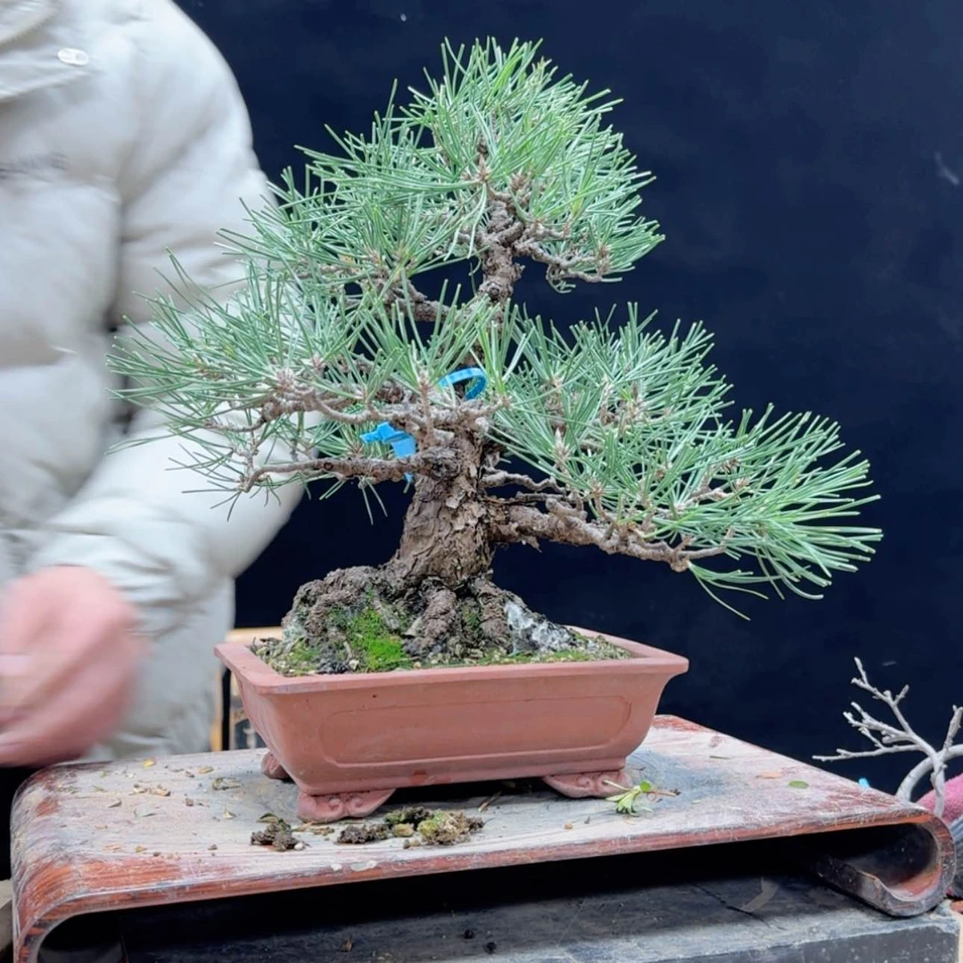 【闪购商品】盆景脑*945