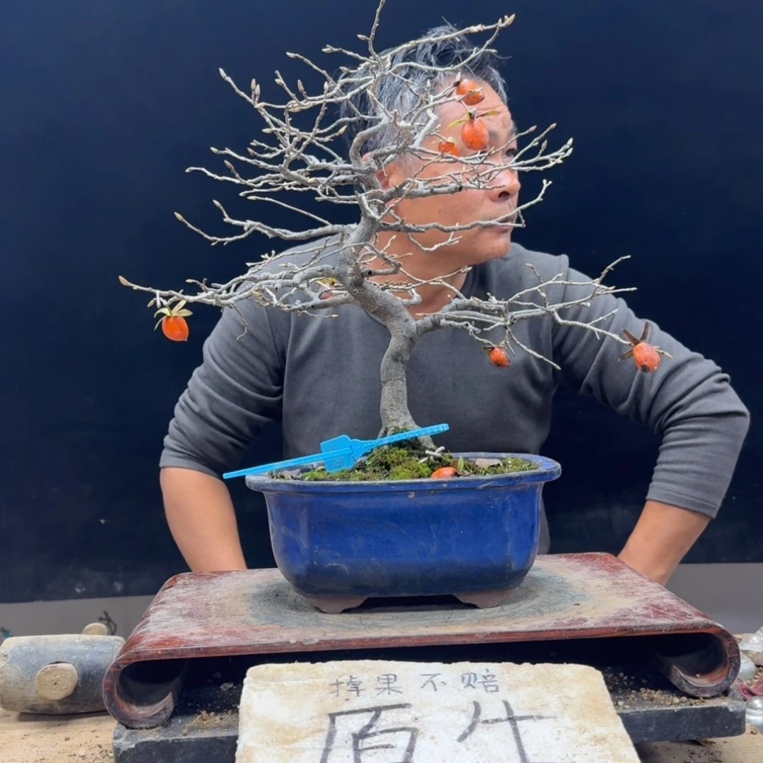 【闪购商品】盆景特*给610