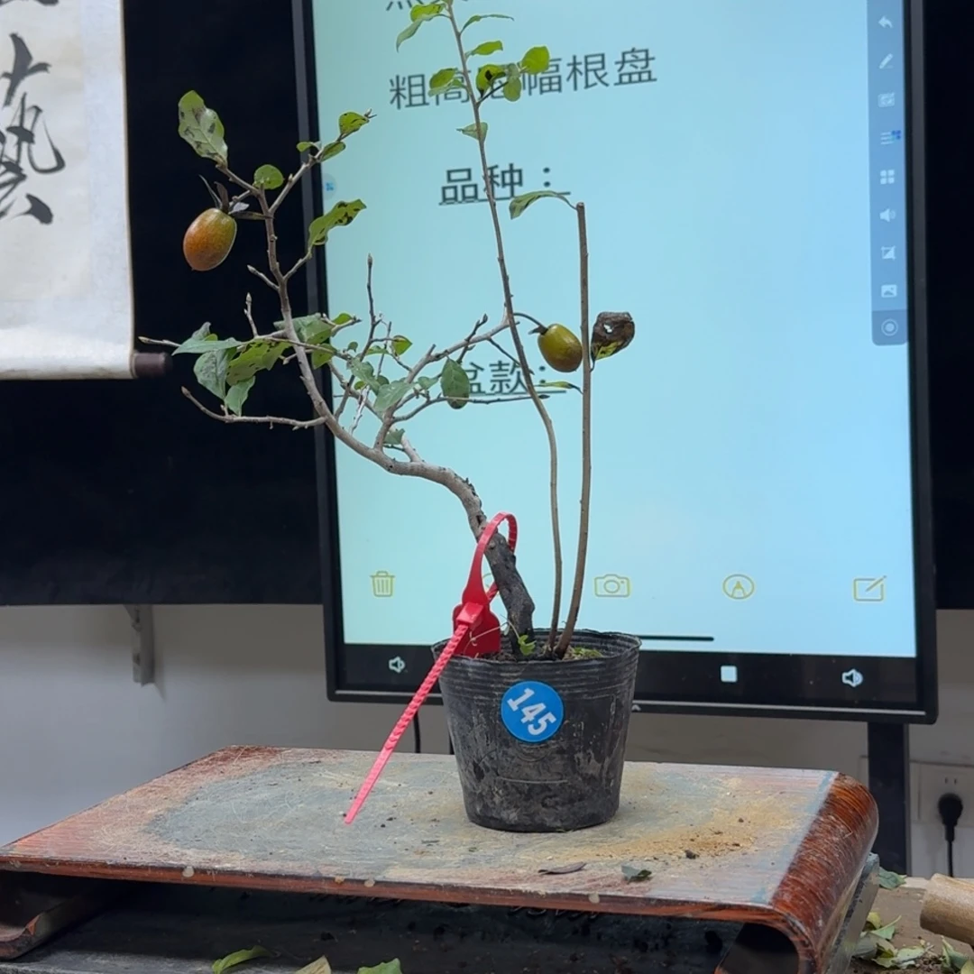 盆景不包邮三*石145