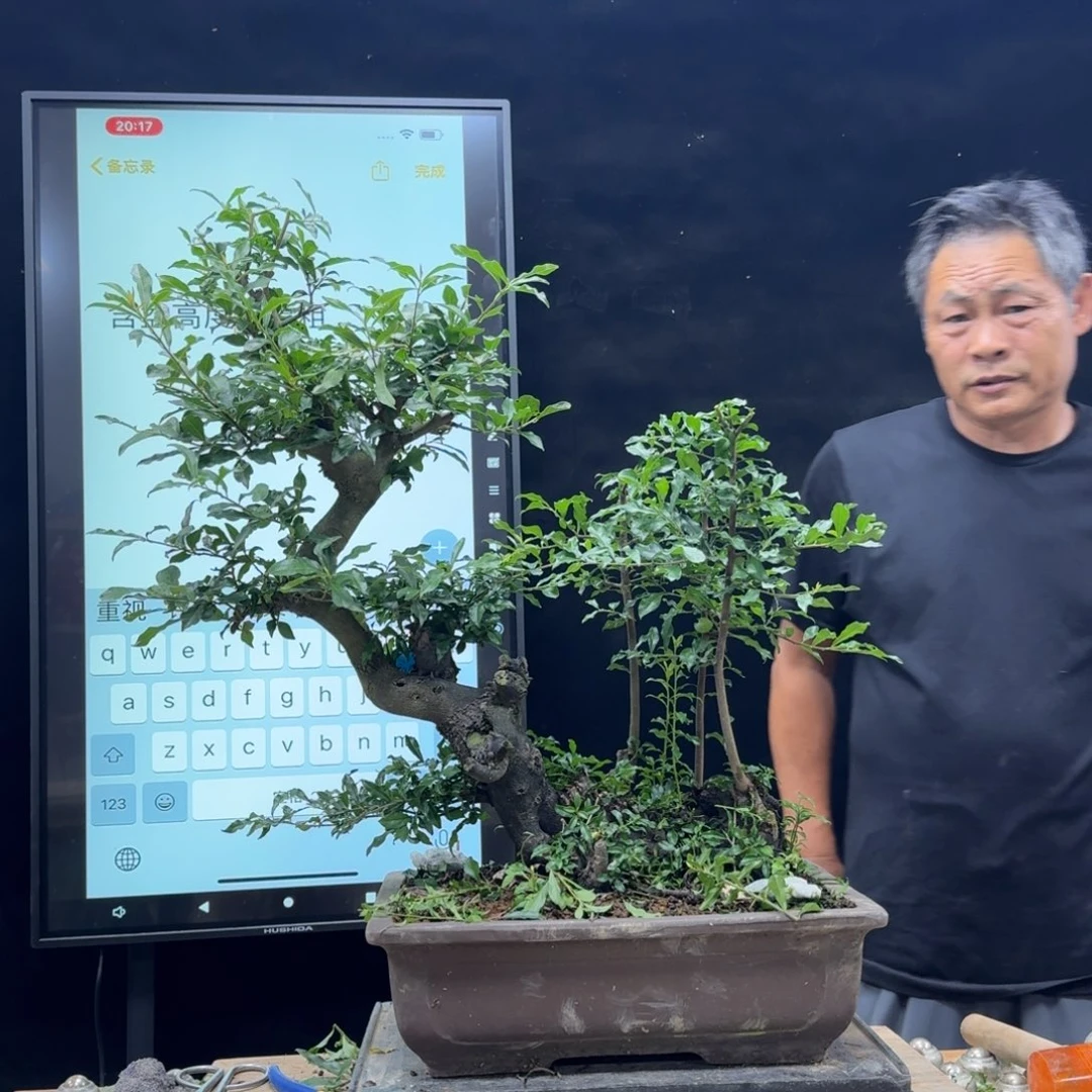 盆景不包邮大*306
