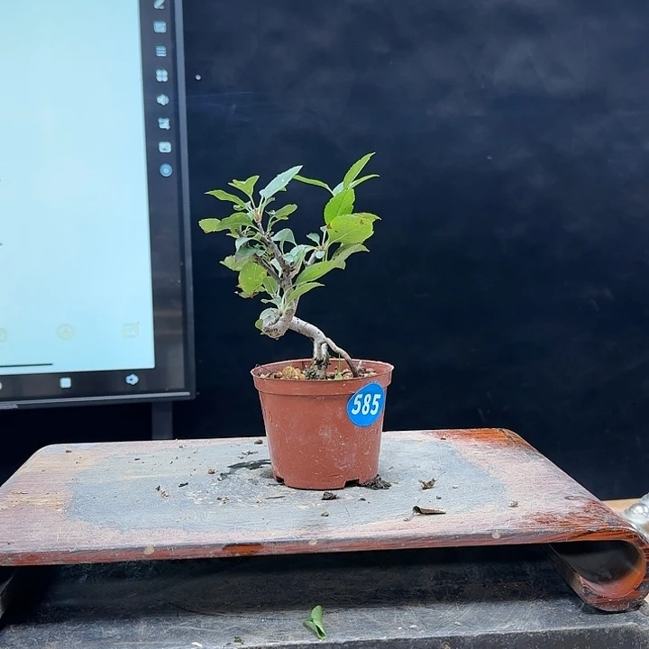 盆景不包邮灵**落585