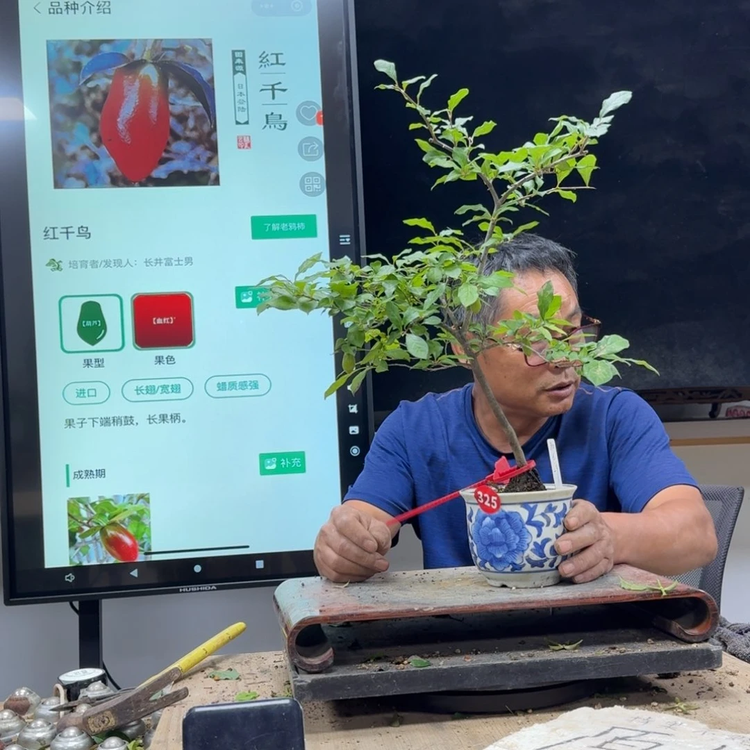 盆景不包邮嘉**声329
