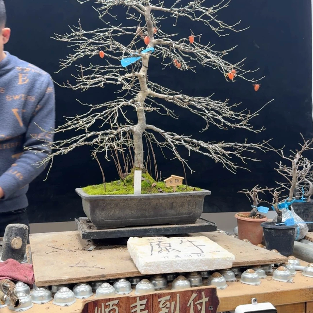 【闪购商品】盆景丁*勇507