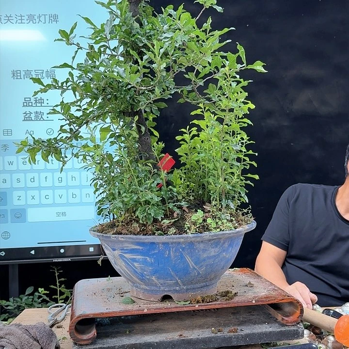 盆景不包邮火**民476