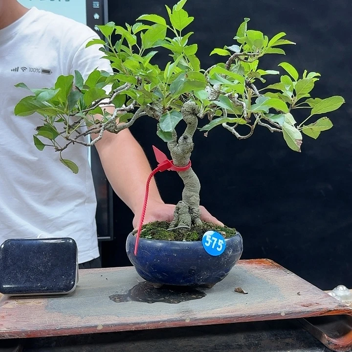盆景不包邮贫****藏575