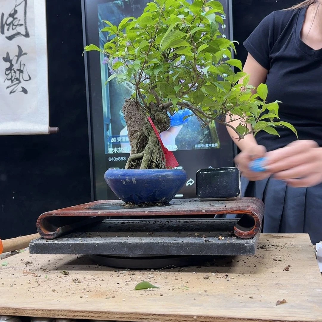 盆景不包邮^****^850