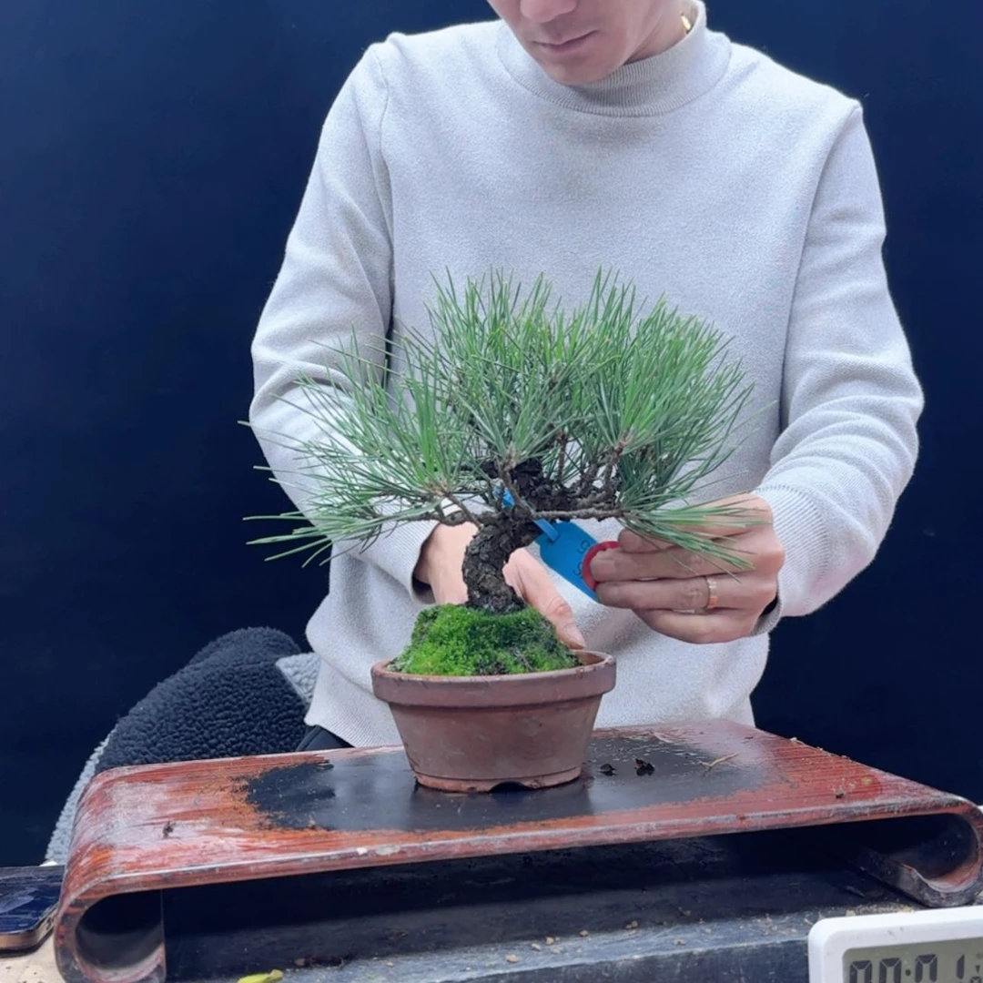 【闪购商品】盆景老**刀831